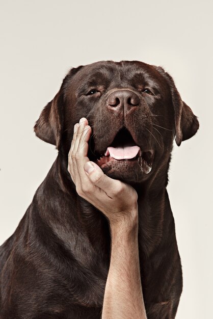 Cara de perro de primer plano