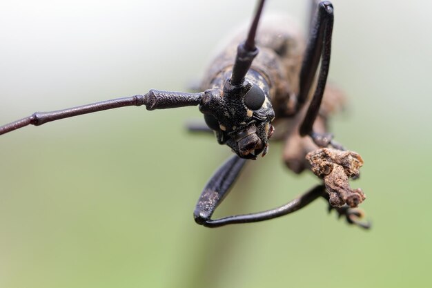Cara de primer plano de escarabajo de cuernos largos en rama