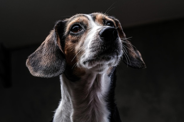 Cara de primer plano de un lindo perrito beagle aislado en un fondo oscuro.