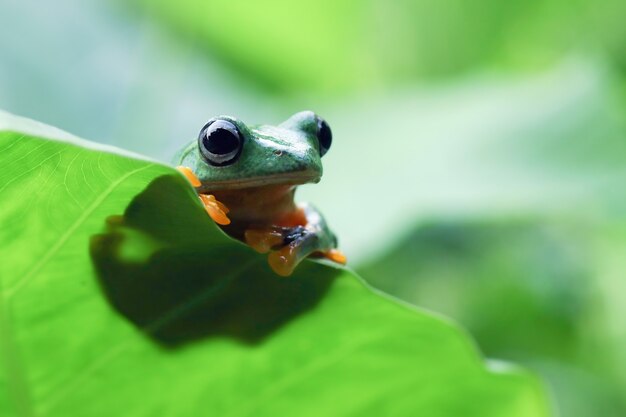 Cara de primer plano de rana voladora en hoja verde