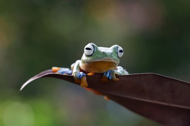 Cara de primer plano de rana voladora en hojas secas