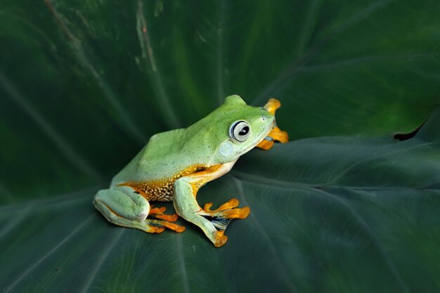 Cara de primer plano de rana voladora en hojas verdes