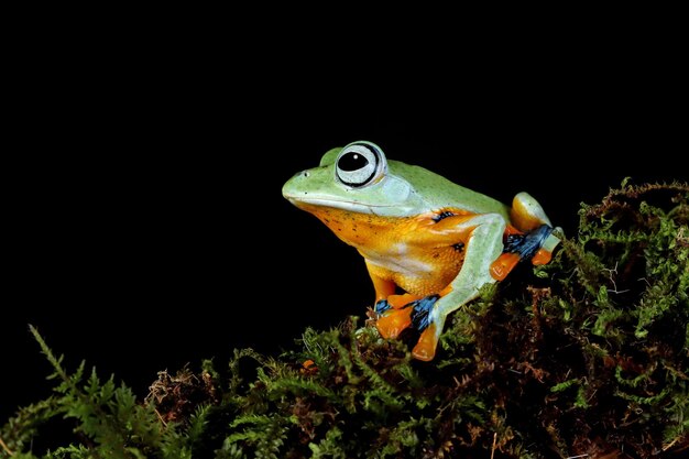 Cara de primer plano de rana voladora en la rama J