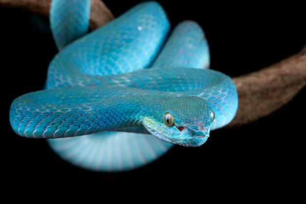 Cara de primer plano de serpiente víbora azul