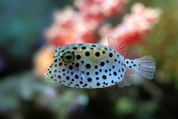 Foto gratuita cara de primer plano vista frontal de pez globo lindo rostro de pez globo