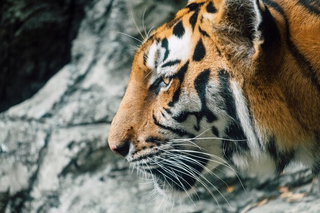 cara del primer tigre de asia