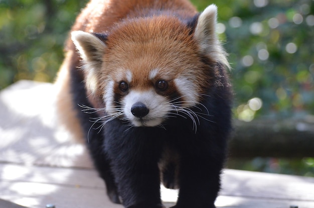 Cara realmente linda de un oso panda menor.