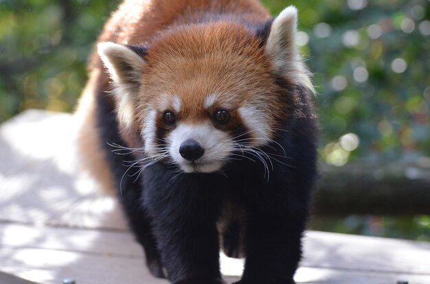 Cara realmente linda de un oso panda menor.