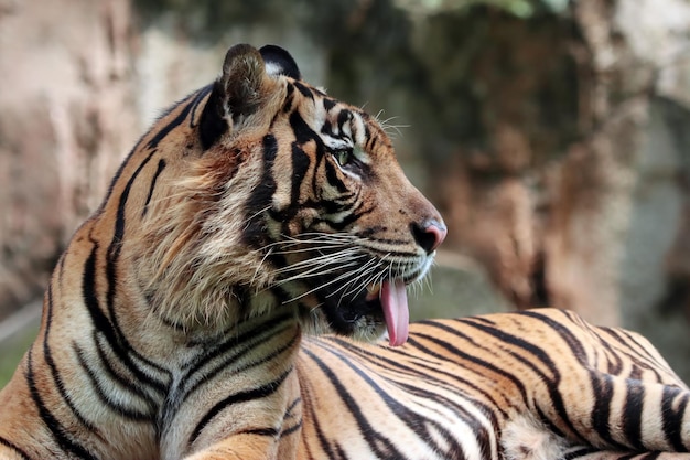 Cara de tigre de Sumatra El tigre de Sumatra está jugando en el agua