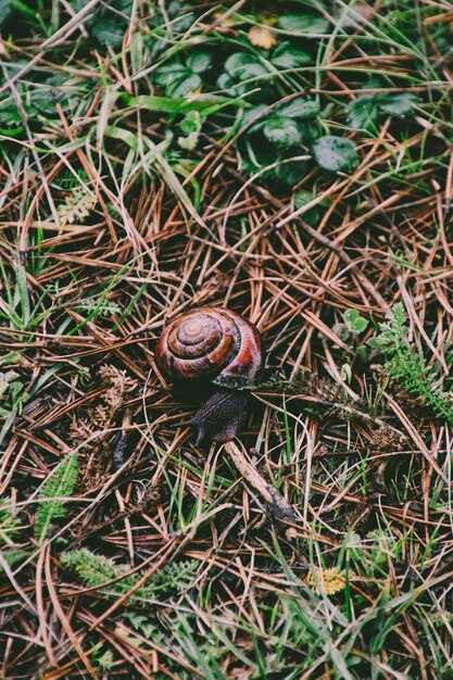 Caracol en un bosque en el suelo