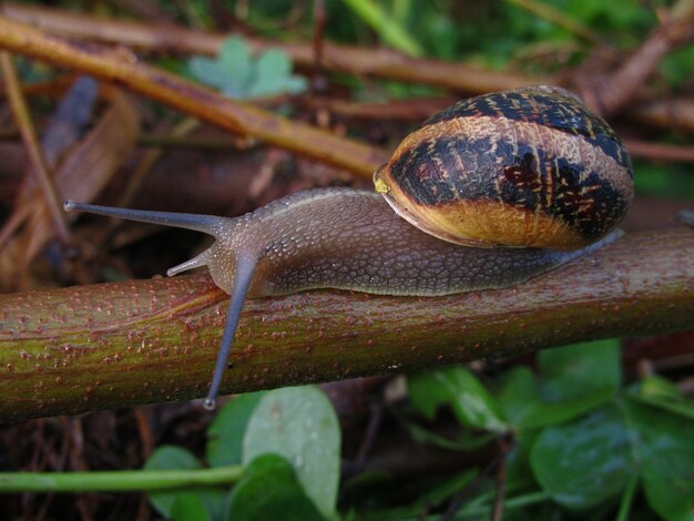 Caracol comestible en la rama de un árbol en Malta