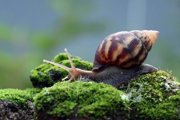 Caracol gigante vista lateral de mos Achatina fulica closeup caracol