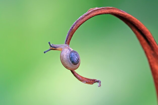 Caracol de jardín en hojas secas Primer plano de caracol de jardín