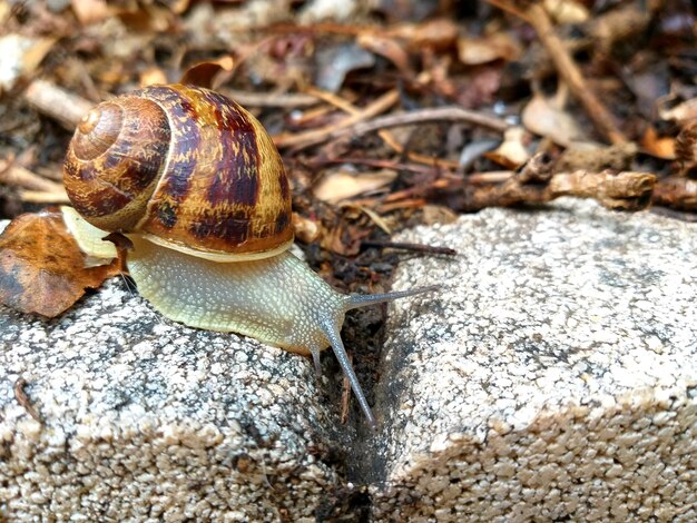 Caracol en la piedra en el jardín.