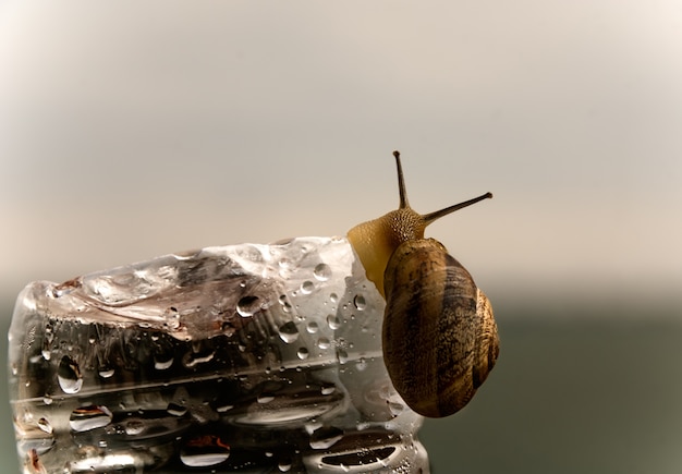 Caracol sobre una botella de agua