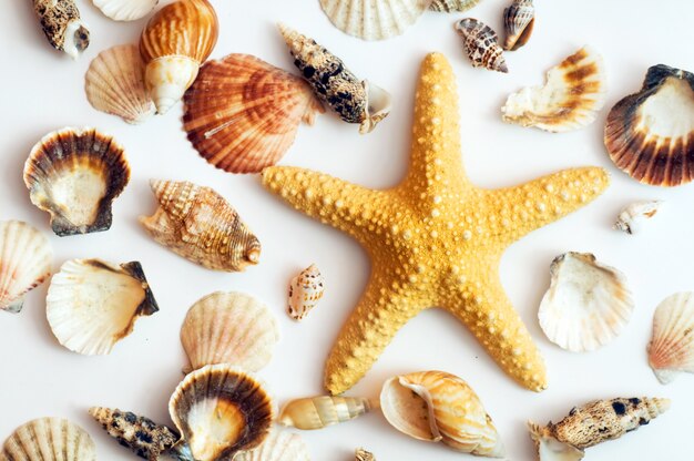 Caracolas y estrella de mar