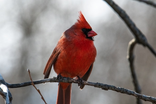 Cardenal norteño macho rojo sentado en la rama de un árbol en el bosque