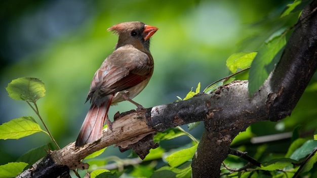 Cardenal norteño en una rama