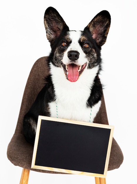 Cardigan Welsh Corgi con una tabla vacía colgando alrededor de su cuello