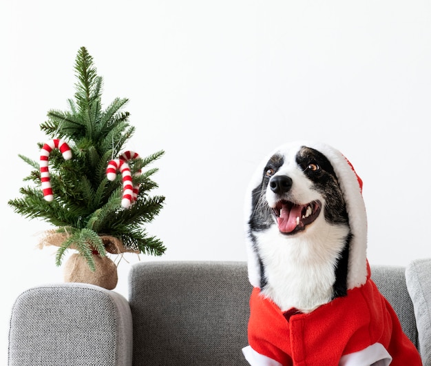 Cardigan Welsh Corgi con un traje de Navidad