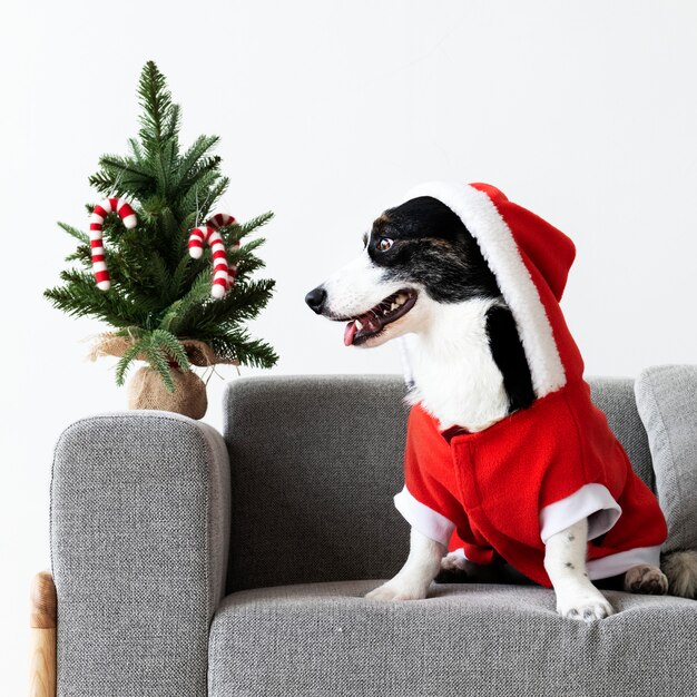 Cardigan Welsh Corgi con un traje de Navidad