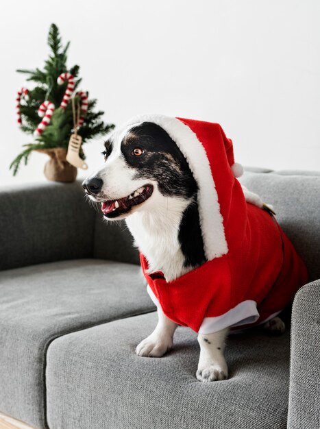 Cardigan Welsh Corgi con un traje de Navidad