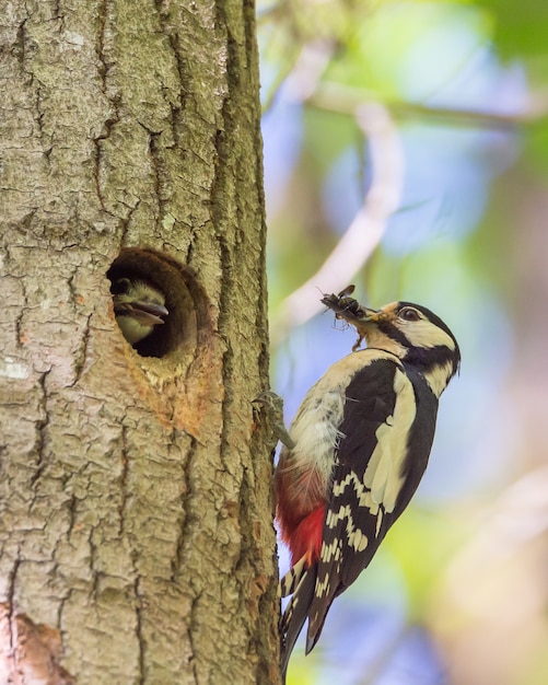 Foto gratuita carpintero peludo lindo alimentando al pájaro carpintero con insectos