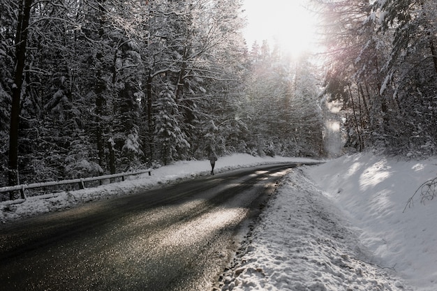 Carretera de asfalto en el bosque de abetos en invierno