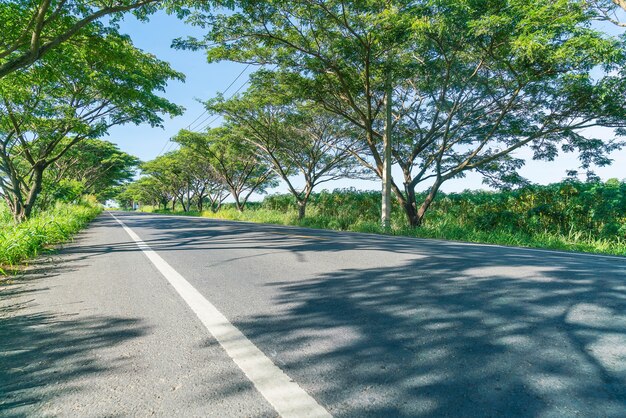 Carretera de asfalto en el bosque