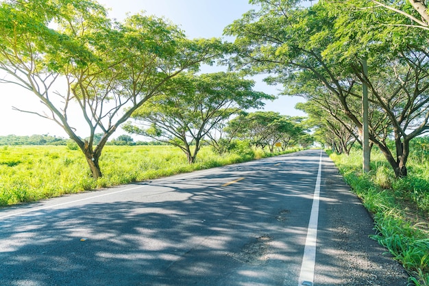 Carretera de asfalto en el bosque