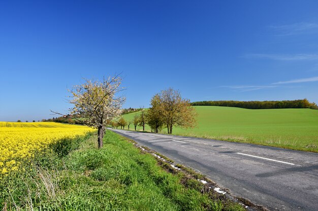 Carretera de asfalto cerca de un campo con hermosas flores de colza (Brassica napus) (Brassica napus)