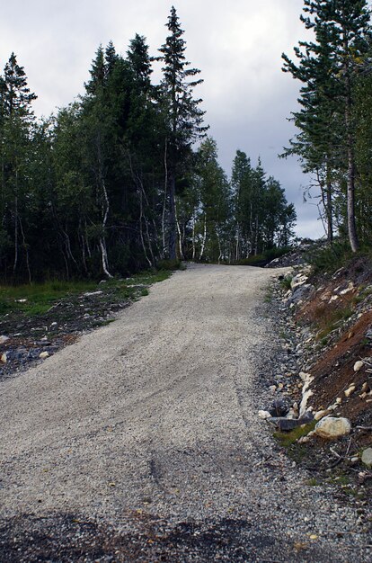 Carretera con curvas rodeada de hermosos árboles verdes en Noruega