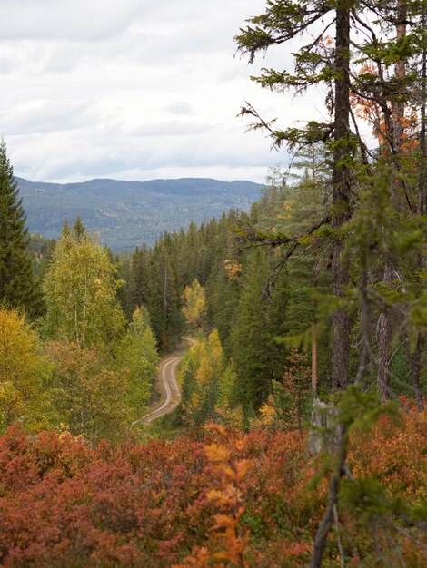 Carretera estrecha rodeada de hermosos árboles de colores otoñales en Noruega