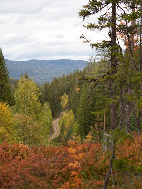 Carretera estrecha rodeada de hermosos árboles de colores otoñales en Noruega