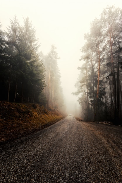 Carretera de hormigón gris cerca de árboles