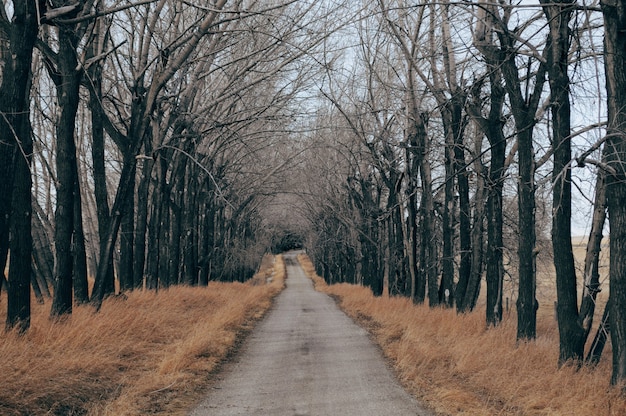 Carretera de hormigón rodeada de hierba seca y árboles desnudos