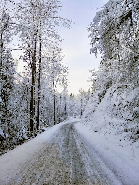 Carretera rodeada de árboles cubiertos de nieve bajo la luz del sol en Larvik en Noruega