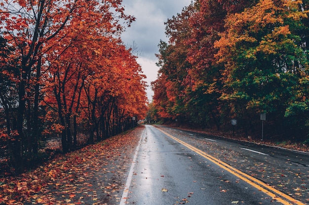 Carretera rodeada de árboles con hojas coloridas durante el otoño