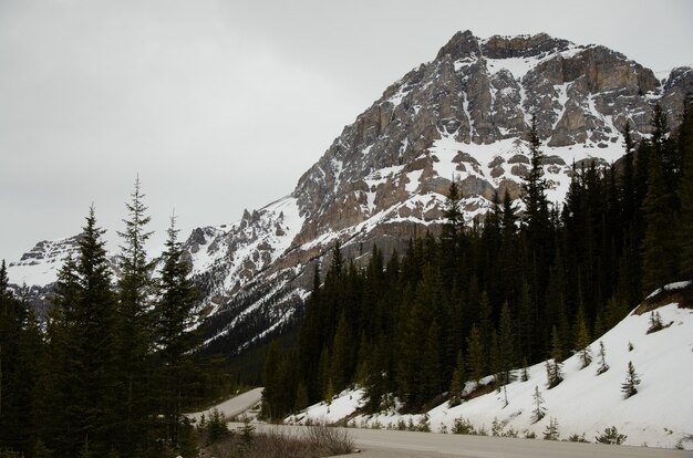 Carretera rodeada de árboles y montañas cubiertas de nieve.
