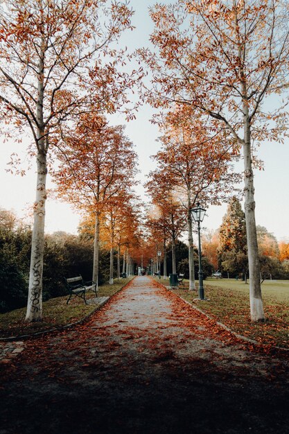 Carretera vacía entre árboles de hojas marrones
