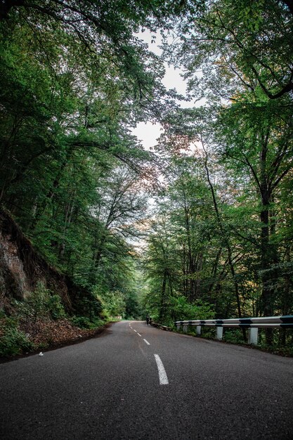 Carretera vacía y árboles