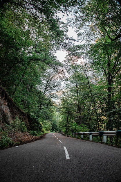 Carretera vacía y árboles