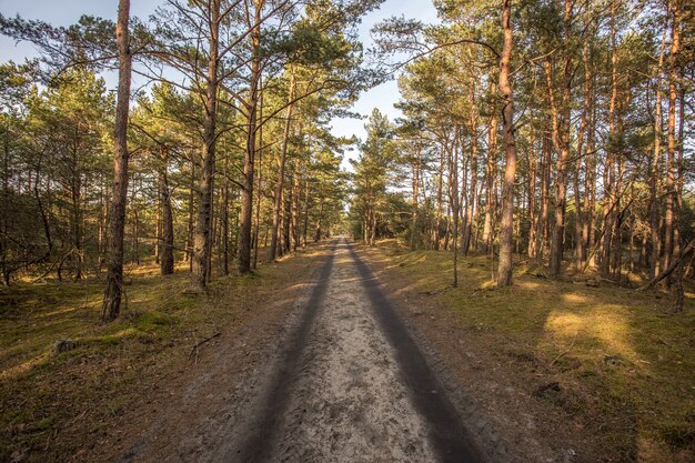 Una carretera vacía en medio de un bosque con árboles altos.