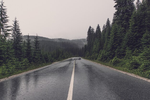 Carretera vacía en paisaje forestal