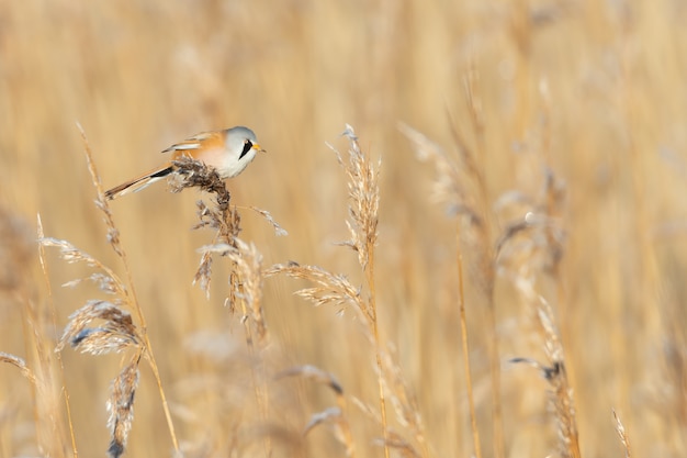 Un carrizo barbudo en campo de trigo