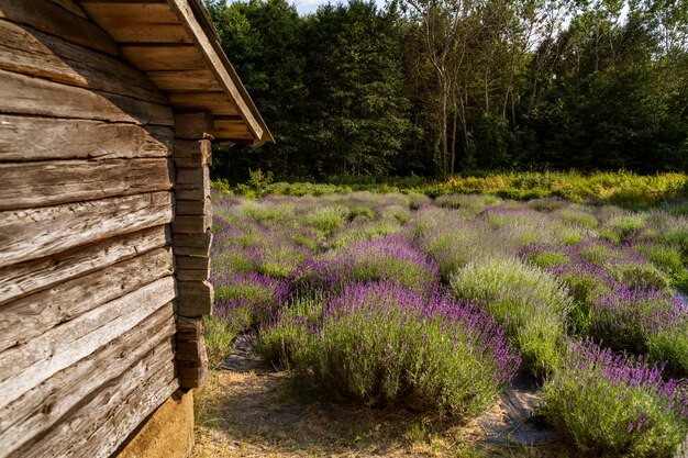 Casa antigua y campo de lavanda.