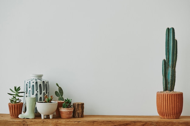 Foto gratuita casa estética con cactus y plantas en un estante de madera.