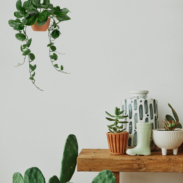 Casa estética con cactus y plantas en un estante de madera.