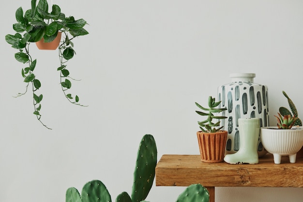 Casa estética con cactus y plantas en un estante de madera.