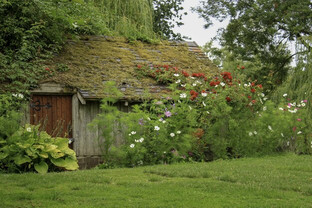 Casa de madera en un campo de hierba rodeado de plantas y flores.